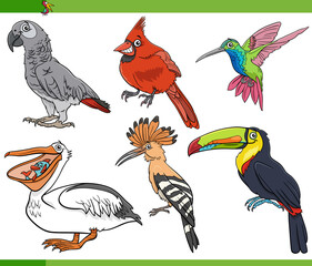 cartoon birds species animal characters set