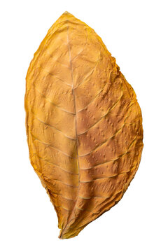 Dried Fermented Tobacco Leaf