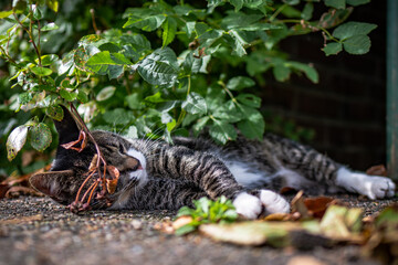 Oldsum's Katzen
