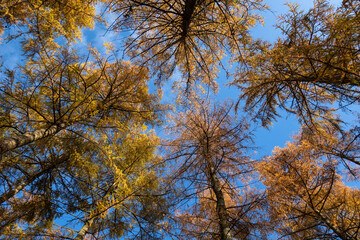 Golden autumn colours of pine trees against blue sky, Berkshire, England, UK
