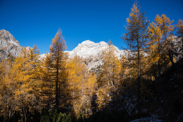 Beautiful golden larches in mountains at fall season.