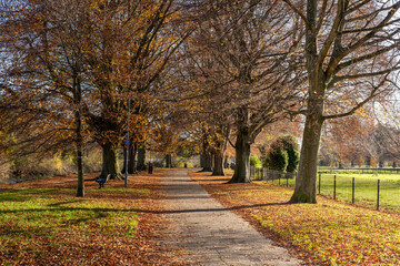 Fototapeta na wymiar autumn in the park, Hereford, uk