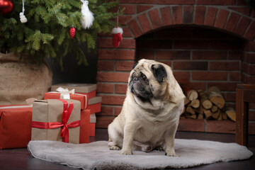 dog by the fireplace, Christmas mood. Cute pug in holiday interiors. pet by the tree with gifts