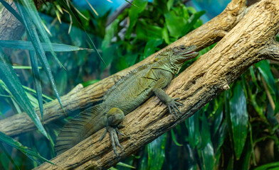 Amboina Sail Finned Lizard