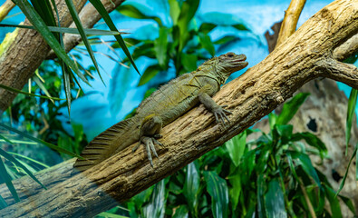 Amboina Sail Finned Lizard