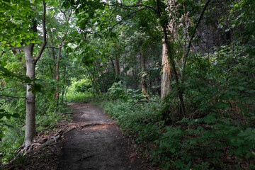 Empty Forest Hiking Trail at Little Stony Point in Cold Spring New York with Green Trees