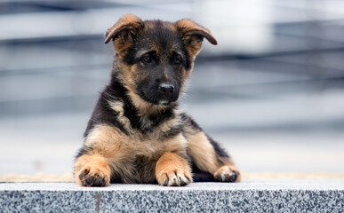 german shepherd puppy on the steps