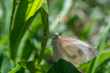 Yellow Moth on Leaf