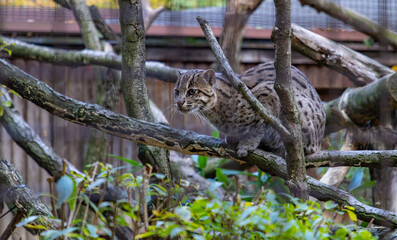 Fishing Cat