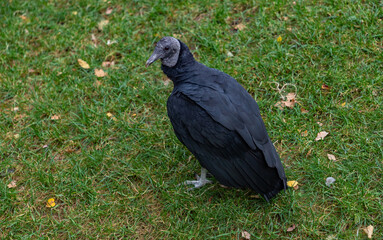 American Black Vulture