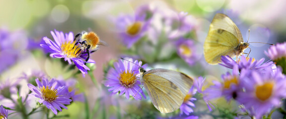 beautiful scene of nature with butterfly and bee gathering  pink aster flowers in a garden