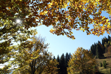 Sun shining through tree branches with bright leaves in autumn