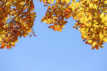 Beautiful tree with bright autumn leaves outdoors on sunny day, space for text