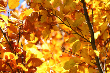 Tree with beautiful bright leaves outdoors on sunny autumn day, closeup