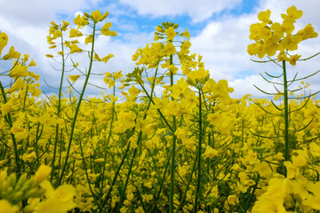 Gelb blühender Raps (lat.: Brassica napus) im auf einem Feld in der Landwirtschaft