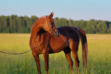 Beautiful chestnut arabian horse looks back on natural background, portrait closeup - obrazy, fototapety, plakaty