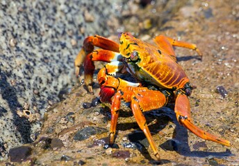 Red crab sitting on stone, sea crustacean