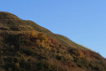 Naklejka premium Vigne sur terril de Haillicourt