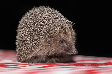 A spiny animal of wild nature hedgehog on a dark background