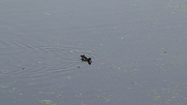 The waterfowl swims in the water