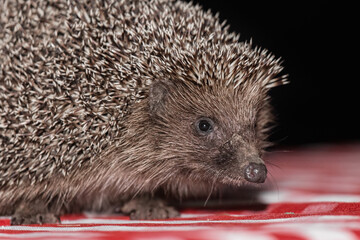 Close-up of the hedgehog's muzzle of a spiny wildlife animal