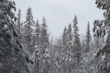 A snow-covered landscape of a winter forest