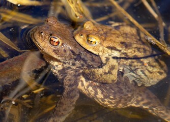 Common or European toad brown colored, Mating toads