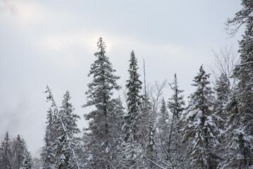 A snow-covered landscape of a winter forest