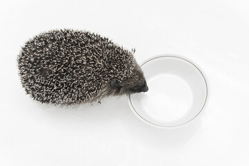 Hedgehog a prickly animal of wild nature drinks milk from a saucer on a white background