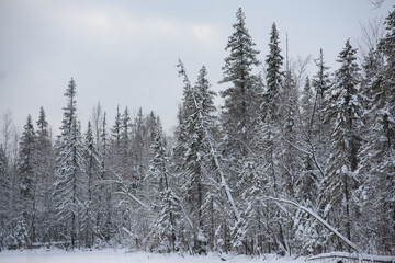 A snow-covered landscape of a winter forest