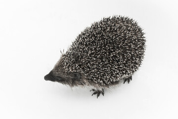 Hedgehog is a spiny animal of wild nature mammal on a white background