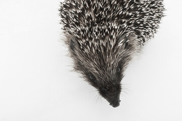Hedgehog's muzzle prickly wild animal mammal close-up on white background