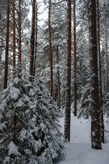 A snow-covered landscape of a winter forest