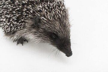 Hedgehog is a spiny animal of wild nature mammal on a white background
