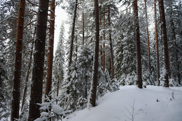 Fototapeta premium A snow-covered landscape of a winter forest