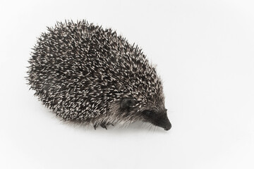 Hedgehog is a spiny animal of wild nature mammal on a white background