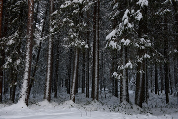 A snow-covered landscape of a winter forest