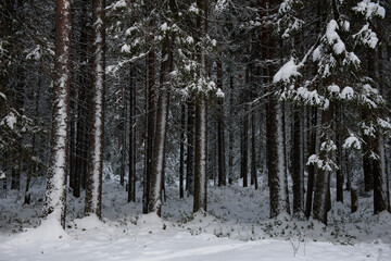A snow-covered landscape of a winter forest
