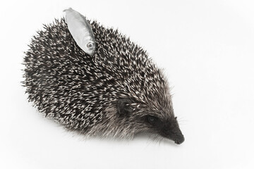 Hedgehog a spiny animal mammal of wild nature carries on the back of needles fish on a white background