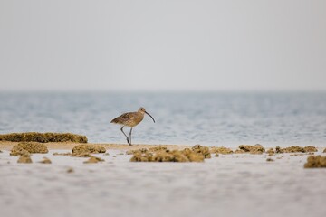 A closeup shot of  Sandpiper (Scolopacidae) / Eurasian curlew (Numenius arquata) walking on rocks.

