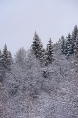 A snow-covered landscape of a winter forest