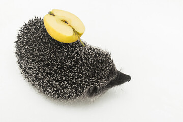 Hedgehog a spiny animal of wild nature mammal carries on its back with needles an apple on a white background