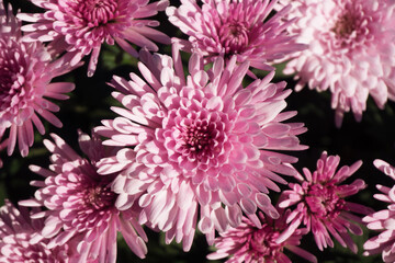 Pink chrysanthemum background. Color flower texture. Closeup macro pattern.