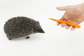 A man's hand extends a hedgehog to a prickly wild animal, a mammal of carrots on a white background