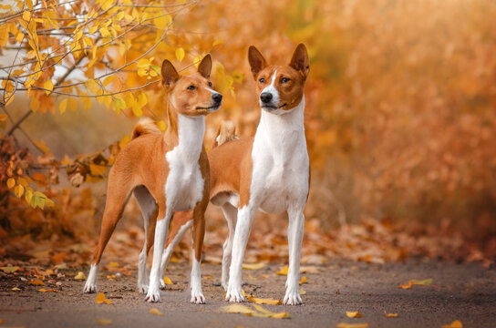 Basenji dog autumn portrait of a ginger pet
