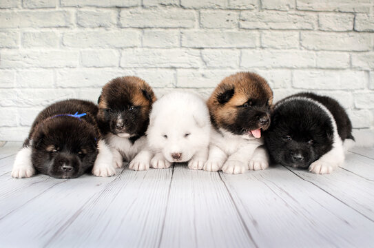 american akita cute puppies photoshoot on white background
