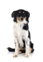 Miniature American Shepherd