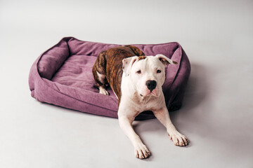 American Staffordshire Terrier. Dog is the best friend. Happy dog. Dog portrait. 