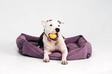 American Staffordshire Terrier. Dog is the best friend. Happy dog. Dog portrait. 