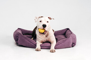 American Staffordshire Terrier. Dog is the best friend. Happy dog. Dog portrait. 